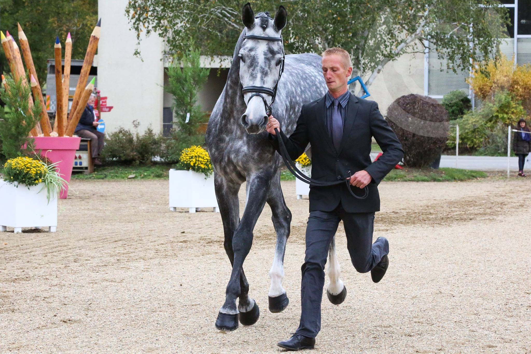 écurie-christopher-six-vanity-fair-cavalier-concours-complet-international-membre-equipe-de-france-pension-box-paddock-valorisation-coaching-gazeran-78 (4)