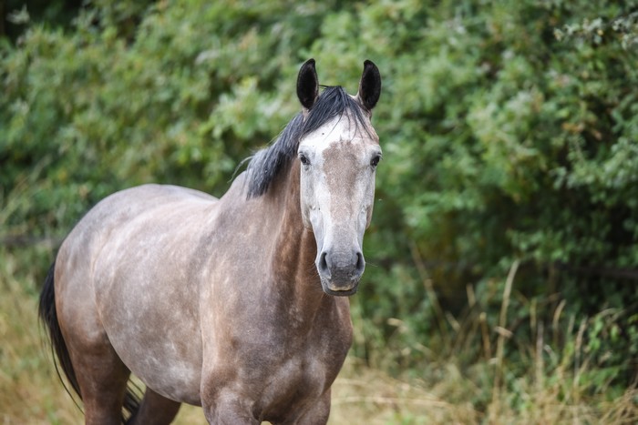 ecurie-de-la-cendriniere-christopher-six-chevaux-plume-de-la-noue-z